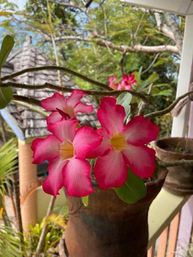 Villa Caribbean Dream Vieux Fort Saint Lucia Esterno foto